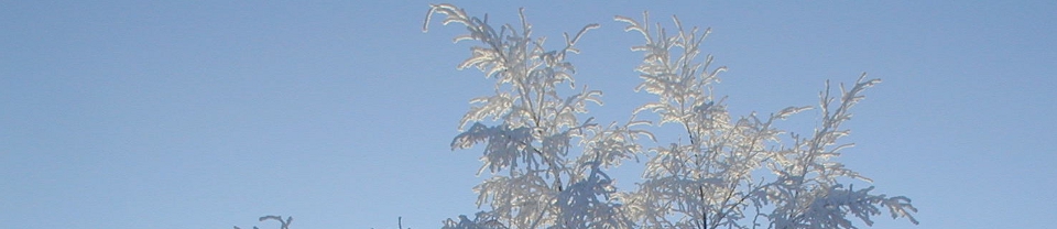 frost covered branches